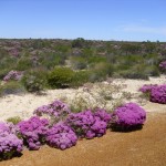 Kalbarri - Wildblumen