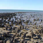 Hamelin Pool Stromatolithen