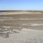 Hamelin Pool Stromatolithen - Shark Bay