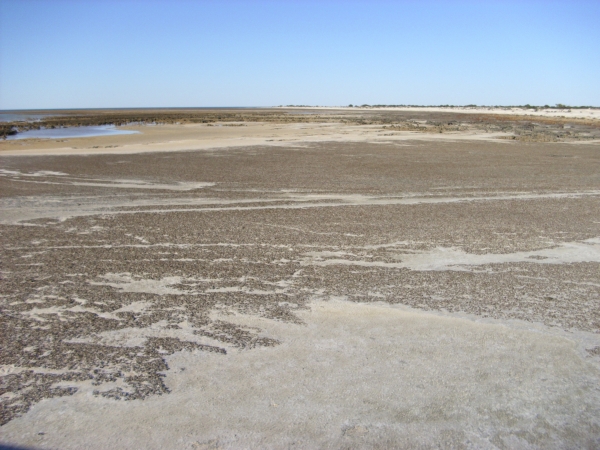Hamelin Pool Stromatolithen - Shark Bay