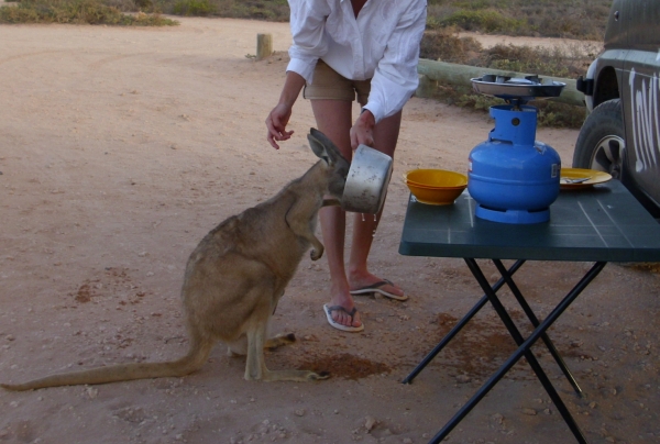 Känguru beim Wasser trinken