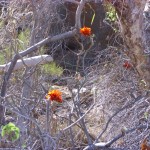 australische Blumen