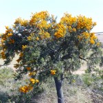 Blumenbaum