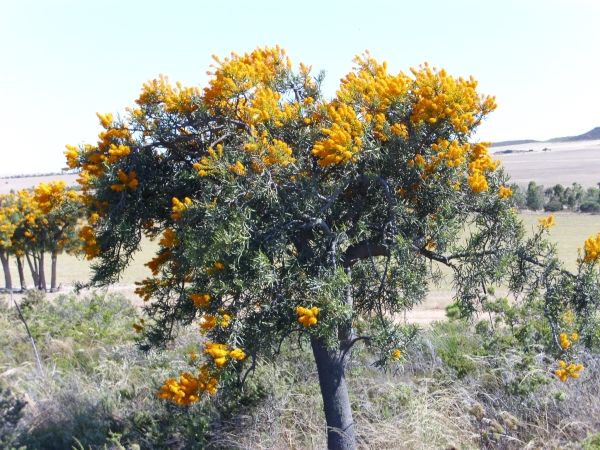 Blumenbaum