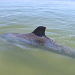 Bunbury Delfin