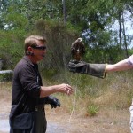 Raubvogel (Raptor) Margaret River