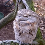 Vogel Frogmouth