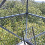 Plattform Dave Evans Bicentennial Tree