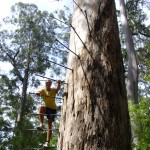 Eisenstufen Dave Evans Bicentennial Tree