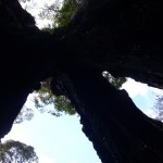 Giant Tingle Tree Walpole Nornalup NP