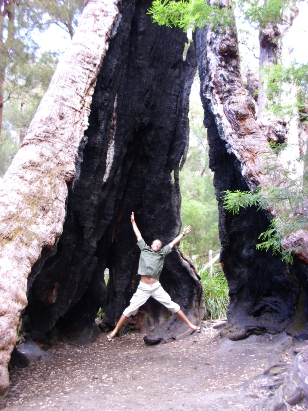 Giant Tingle Tree Australien