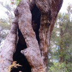 Outdoor Minister und Baum