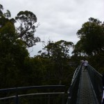 Tree Top Walk Denmark