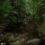 Mossman Gorge - Creek