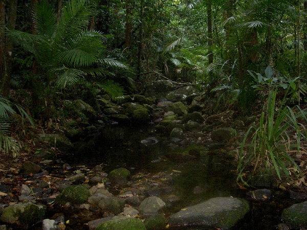 Mossman Gorge - Creek