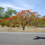 Atherton Tableland - Baum mit roten Blüten