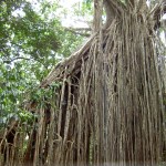 Atherton Tableland Curtain Fig Tree - Baum komplett