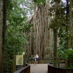 Atherton Tableland Curtain Fig Tree - Baum von Ferne