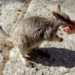 Wallabie