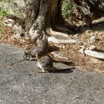 Wallabies