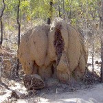 Kaputter Termitenhügel