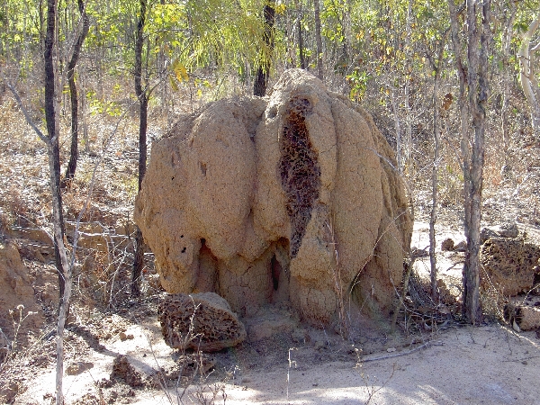 Kaputter Termitenhügel