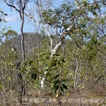 Weißer Baum