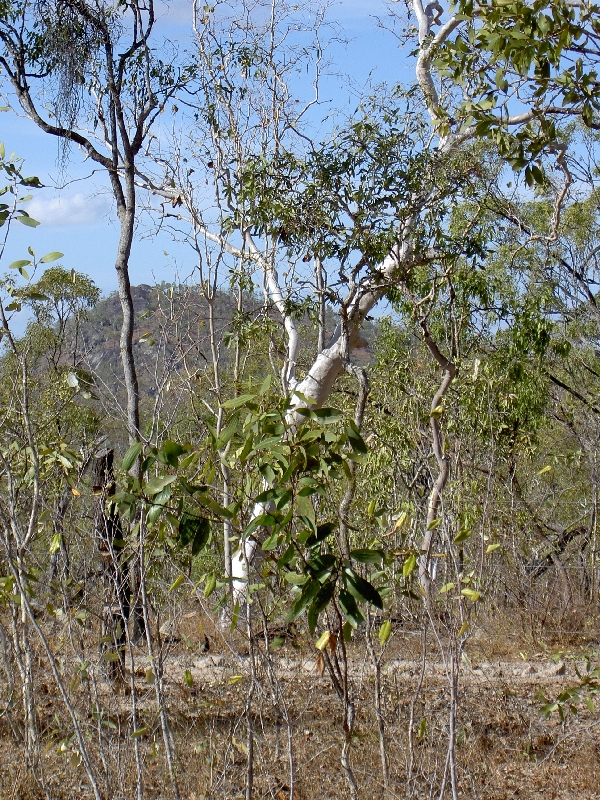 Weißer Baum