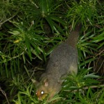 Great-Keppel-Island-Hostel-Possum