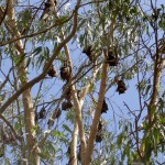 Townsville Billabong Sanctuary Fledermäuse im Baum