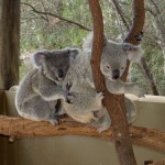 Townsville Billabong Sanctuary - Koala