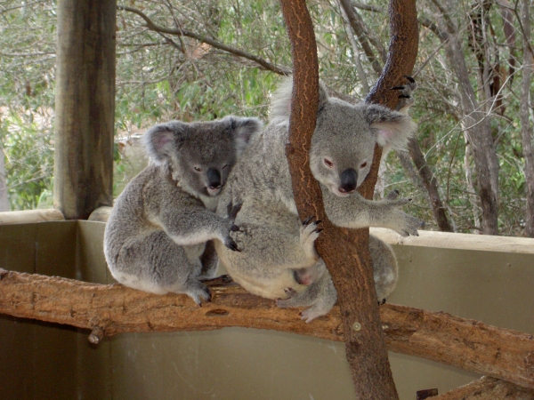 Townsville Billabong Sanctuary - Koala