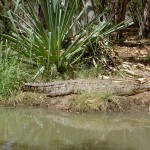 Townsville Billabong Sanctuary - Krokodil