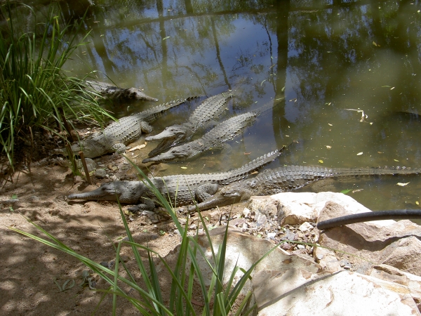 Townsville Billabong Sanctuary - Krokodile im Wasser