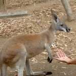 Townsville Billabong Sanctuary - Känguruh