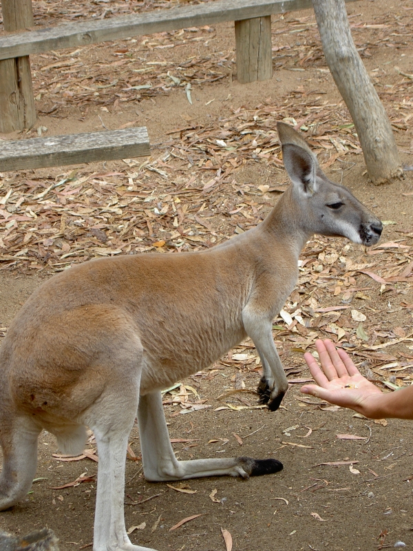 Townsville Billabong Sanctuary - Känguruh
