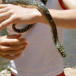 Townsville Billabong Sanctuary - Schlange auf Arm