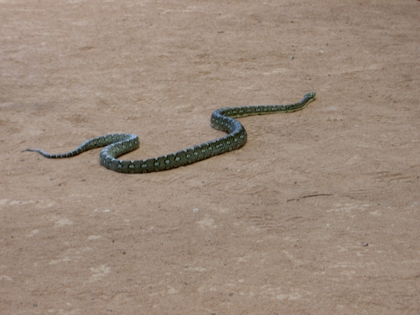 Townsville Billabong Sanctuary - Schlange auf Boden