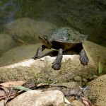 Townsville Billabong Sanctuary - Wasserschildkröte