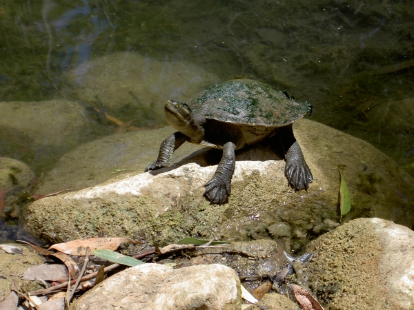 Townsville Billabong Sanctuary - Wasserschildkröte
