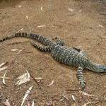 Townsville Billabong Sanctuary großer Lizard