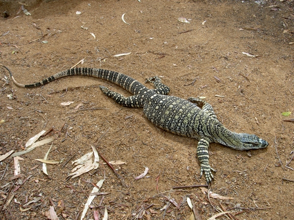 Townsville Billabong Sanctuary großer Lizard