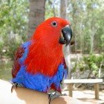 Townsville Billabong Sanctuary - roter Papagei auf Arm