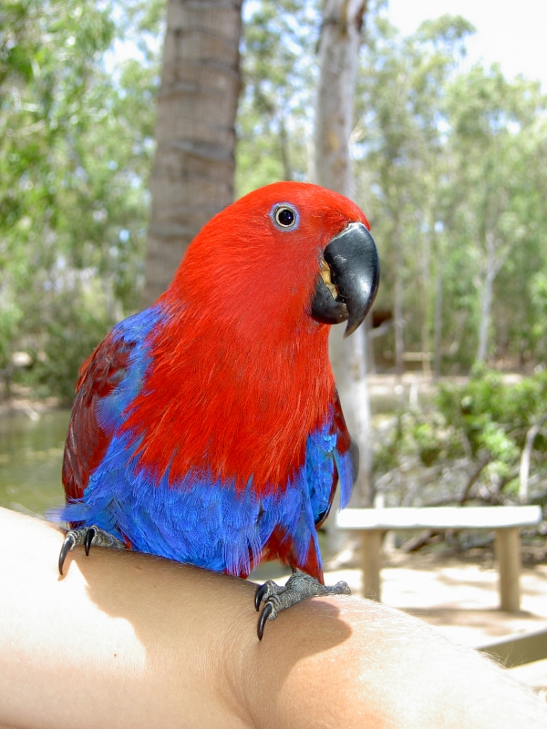 Townsville Billabong Sanctuary - roter Papagei auf Arm