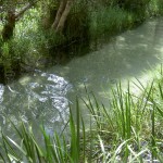 Fraser Island 4WD Tour Eli Creek - klares Wasser