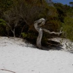 Fraser Island 4WD Tour Lake Benareen - Baum am Ufer