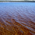 Fraser Island 4WD Tour Lake Boomanjin - rotes Wasser 2