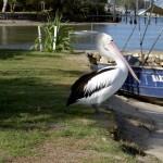 Rainbow Beach Tin Can Bay - Pelikan an Land