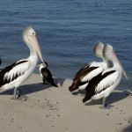 Rainbow Beach Tin Can Bay - Pelikane an Land
