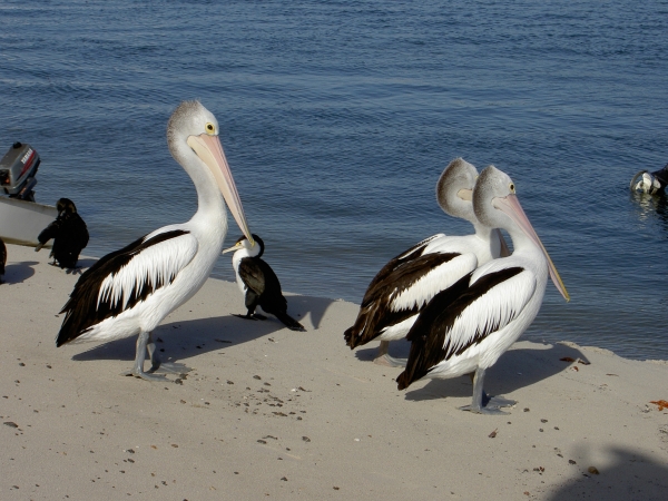 Rainbow Beach Tin Can Bay - Pelikane an Land